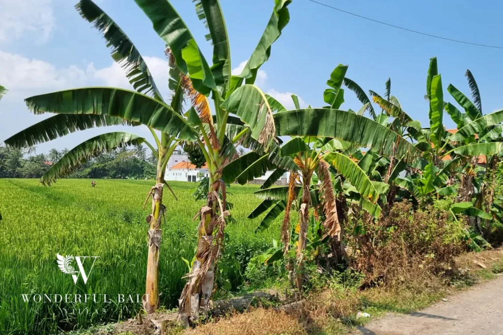 Roadside land plot beside a rice field with banana trees in Seseh Bali