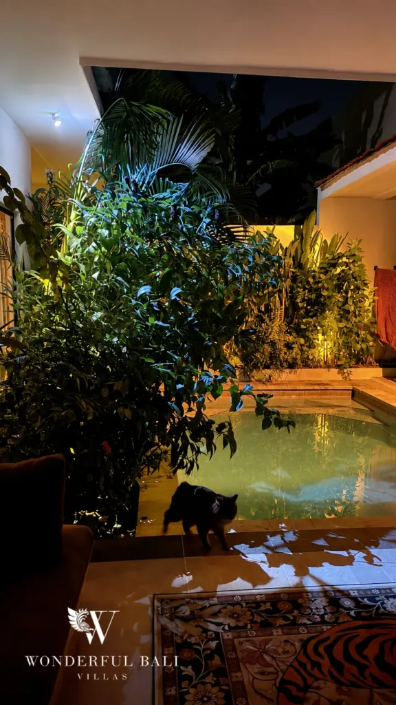3BR villa for rent in Umalas — pool, pool lit at night under the planting
