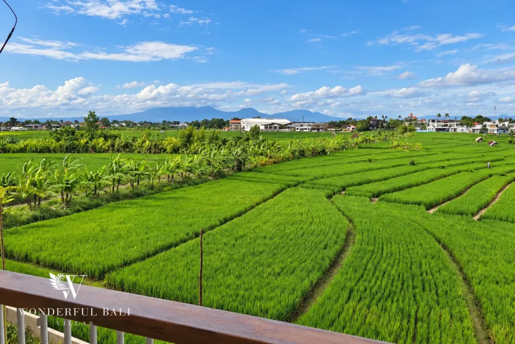 3BR villa long term rental Canggu — rice field panorama with mountains beyond